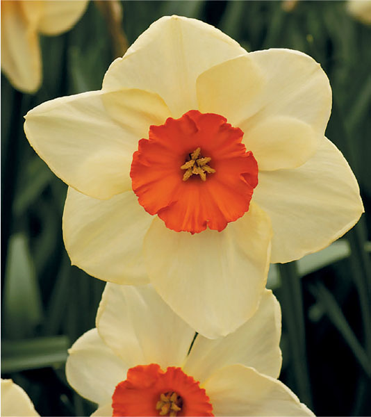 formosabulbs_lily Nashville