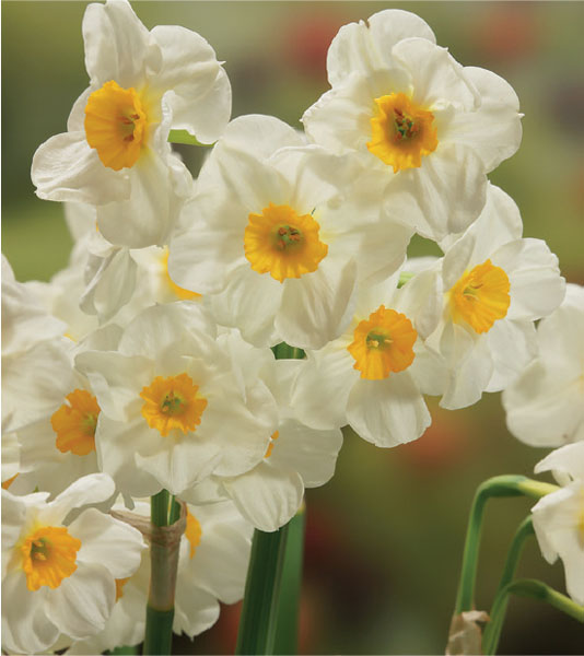 formosabulbs_lily Nashville