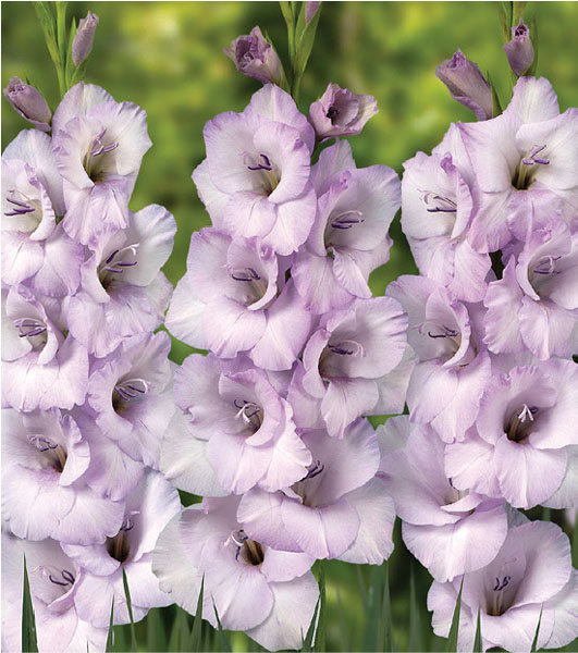 formosabulbs_lily Nashville