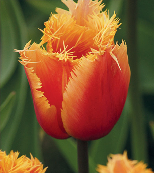 formosabulbs_lily Nashville