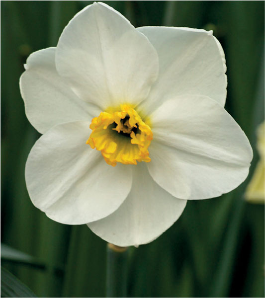 formosabulbs_lily Nashville