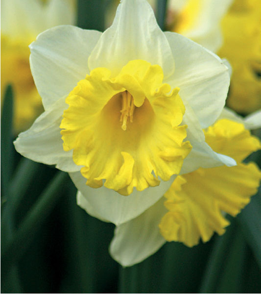 formosabulbs_lily Nashville