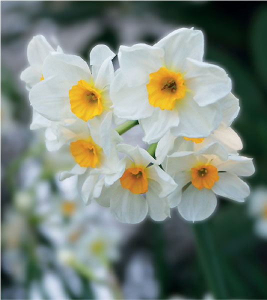 formosabulbs_lily Nashville