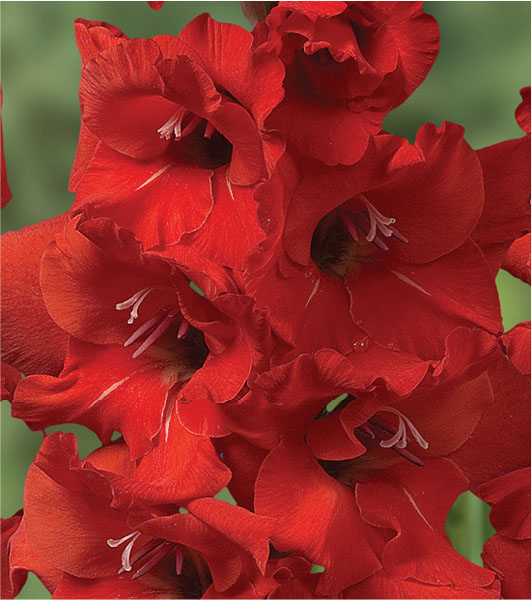 formosabulbs_lily Nashville