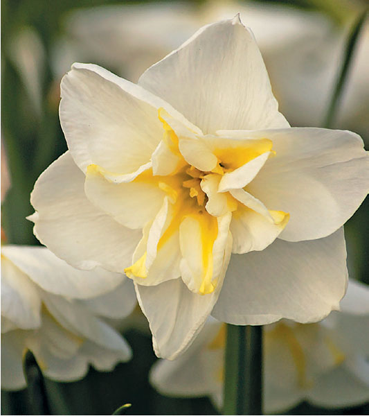 formosabulbs_lily Nashville
