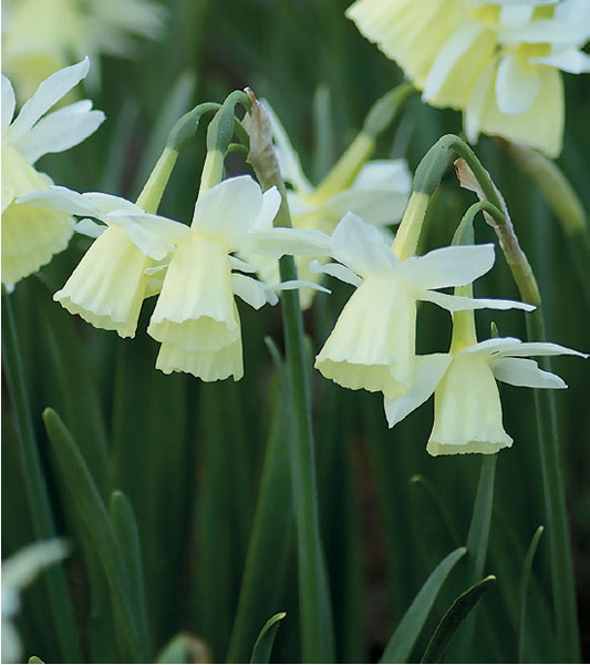 formosabulbs_lily Nashville