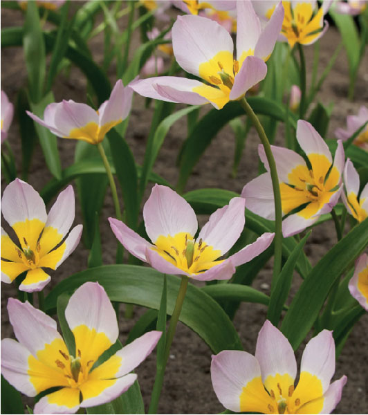 formosabulbs_lily Nashville