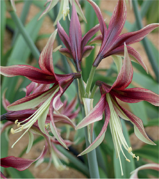 formosabulbs_lily Nashville