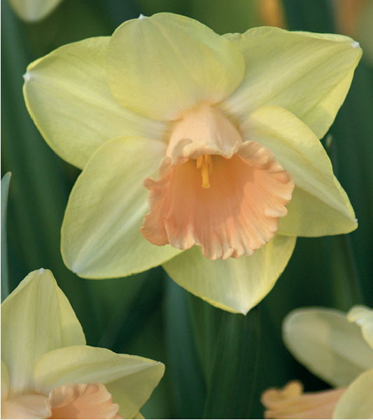 formosabulbs_lily Nashville