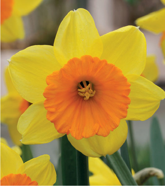 formosabulbs_lily Nashville