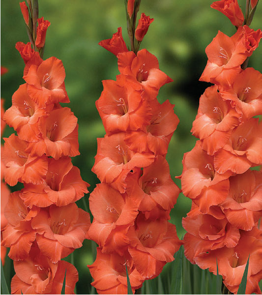 formosabulbs_lily Nashville