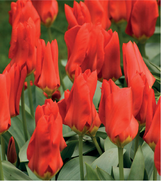 formosabulbs_lily Nashville