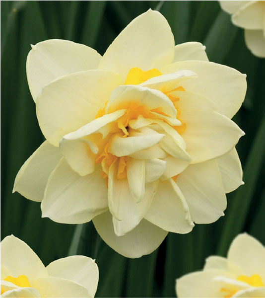 formosabulbs_lily Nashville