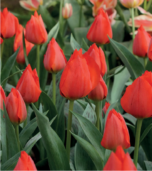 formosabulbs_lily Nashville