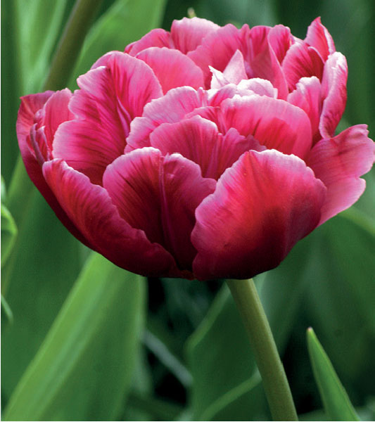 formosabulbs_lily Nashville