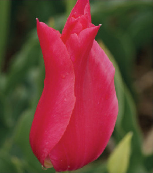 formosabulbs_lily Nashville