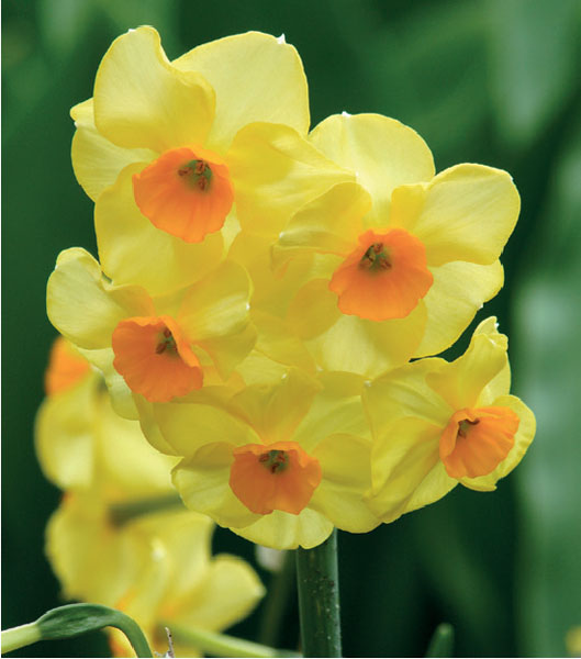 formosabulbs_lily Nashville