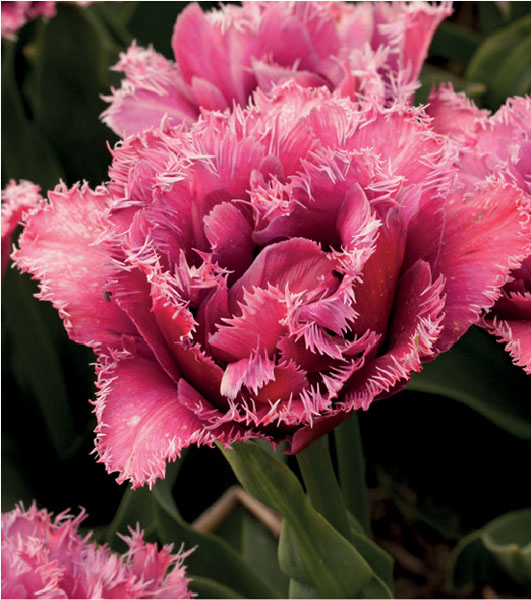 formosabulbs_lily Nashville
