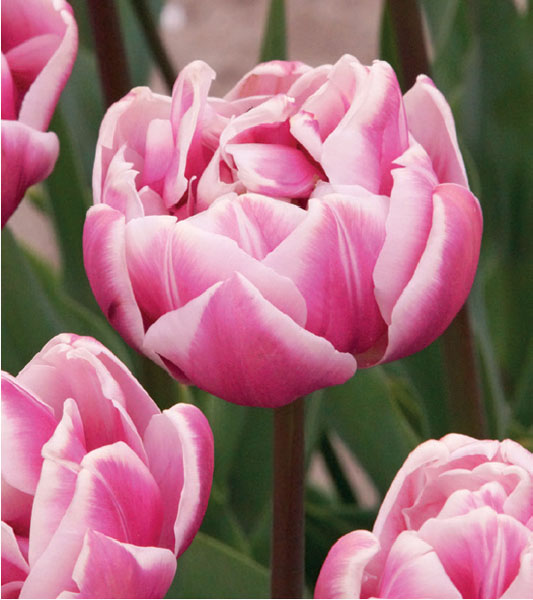 formosabulbs_lily Nashville