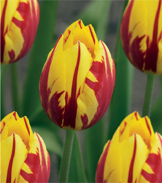 formosabulbs_lily Nashville