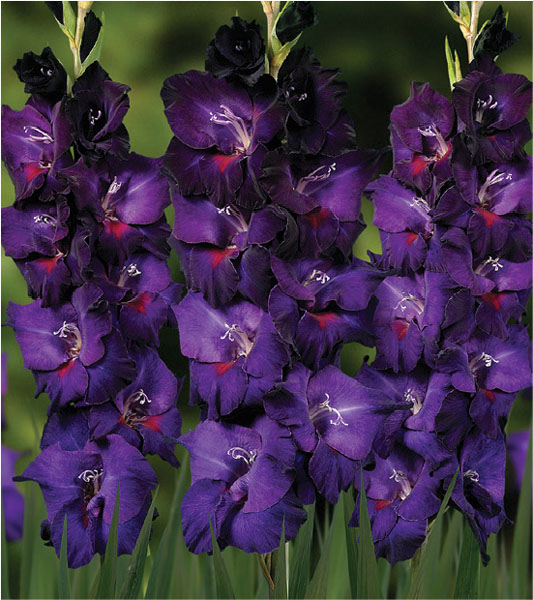 formosabulbs_lily Nashville