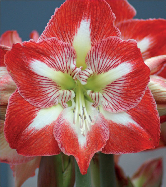 formosabulbs_lily Nashville