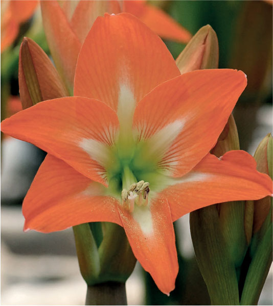 formosabulbs_lily Nashville