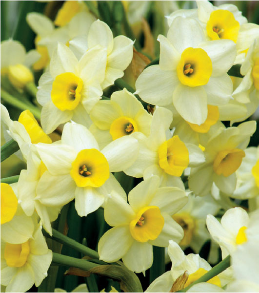 formosabulbs_lily Nashville