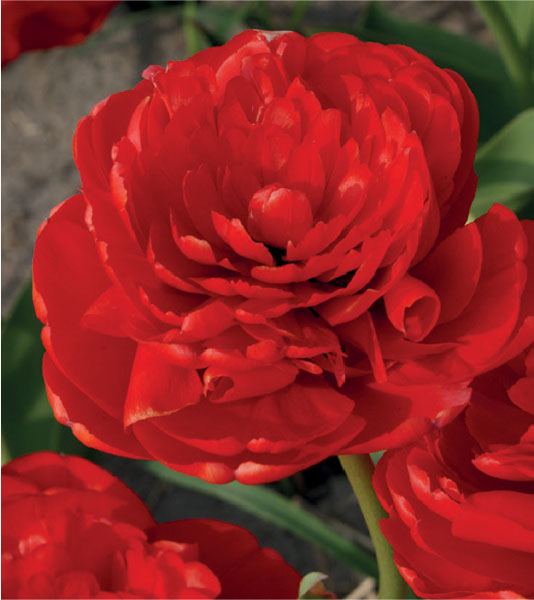 formosabulbs_lily Nashville
