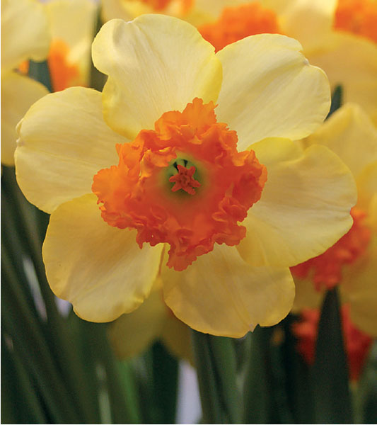 formosabulbs_lily Nashville
