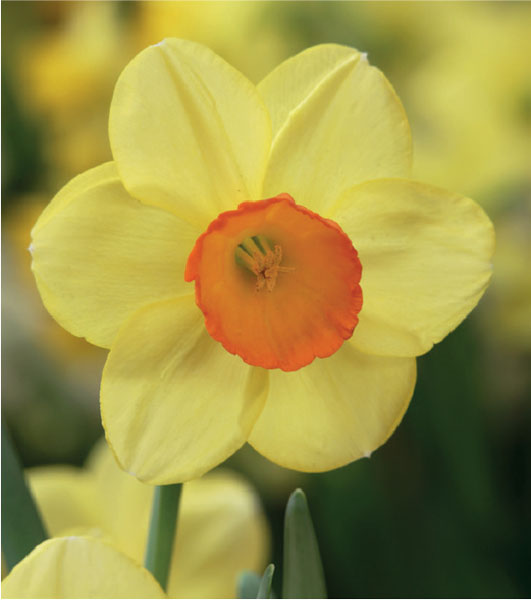 formosabulbs_lily Nashville