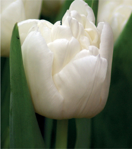 formosabulbs_lily Nashville