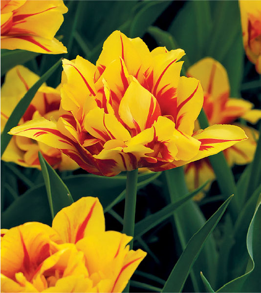 formosabulbs_lily Nashville