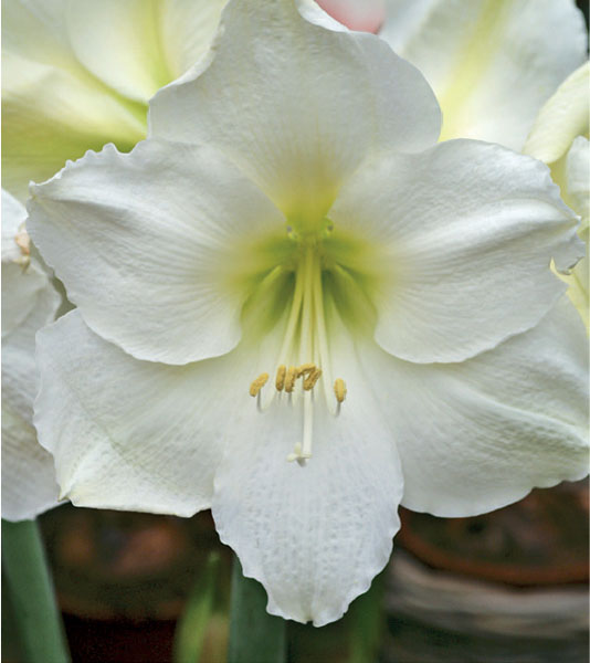 formosabulbs_lily Nashville