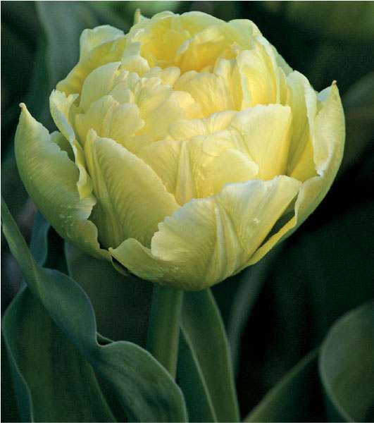 formosabulbs_lily Nashville