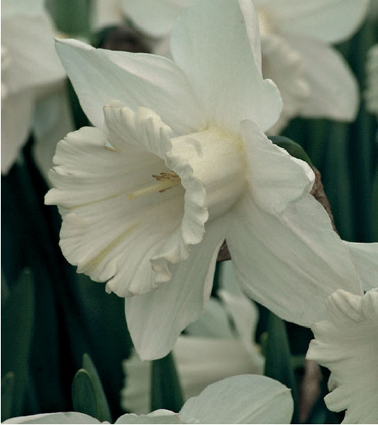 formosabulbs_lily Nashville
