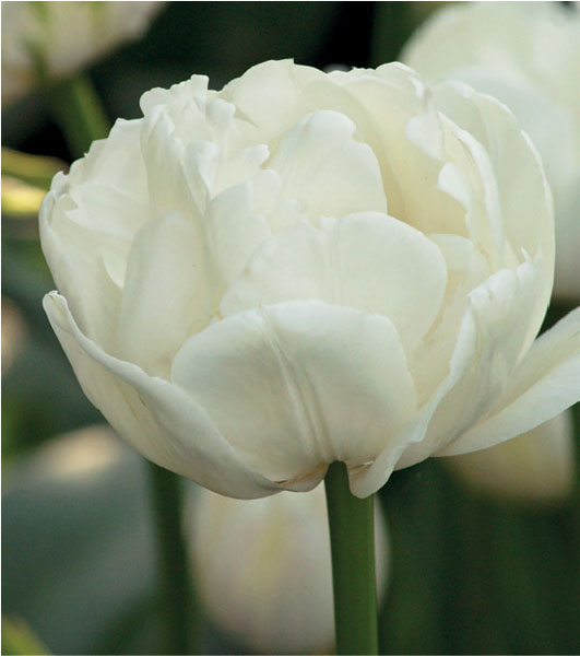 formosabulbs_lily Nashville