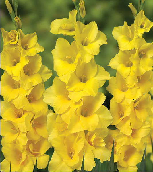 formosabulbs_lily Nashville
