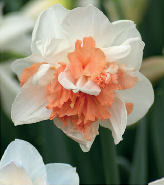formosabulbs_lily Nashville