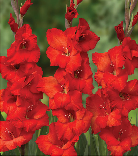 formosabulbs_lily Nashville
