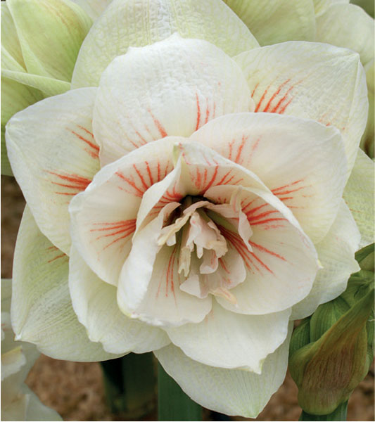 formosabulbs_lily Nashville