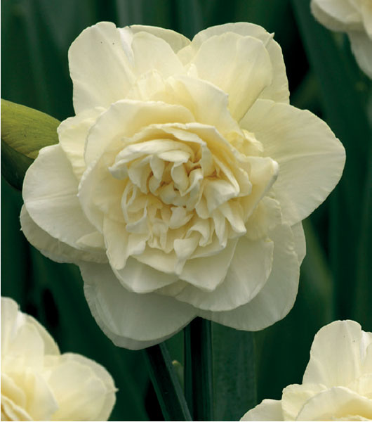 formosabulbs_lily Nashville