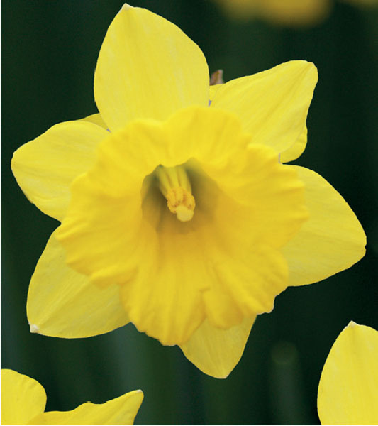 formosabulbs_lily Nashville