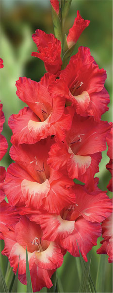 formosabulbs_lily Nashville