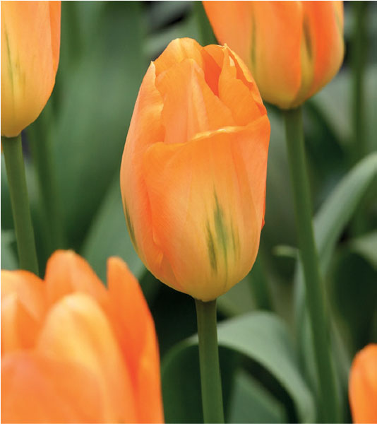 formosabulbs_lily Nashville