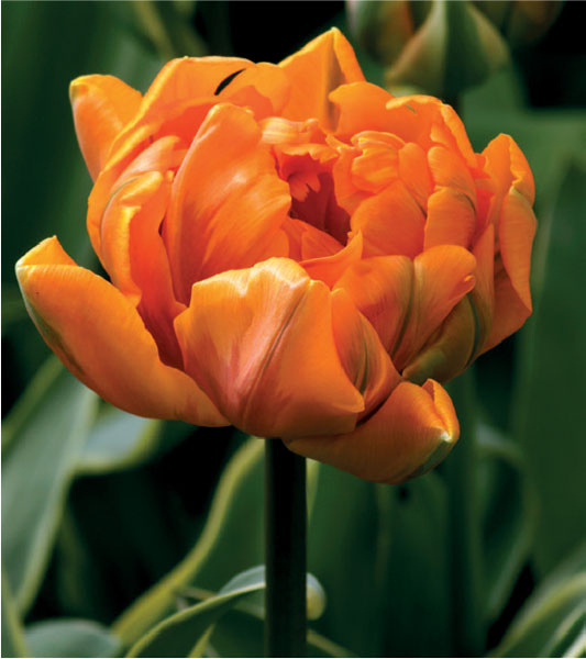 formosabulbs_lily Nashville
