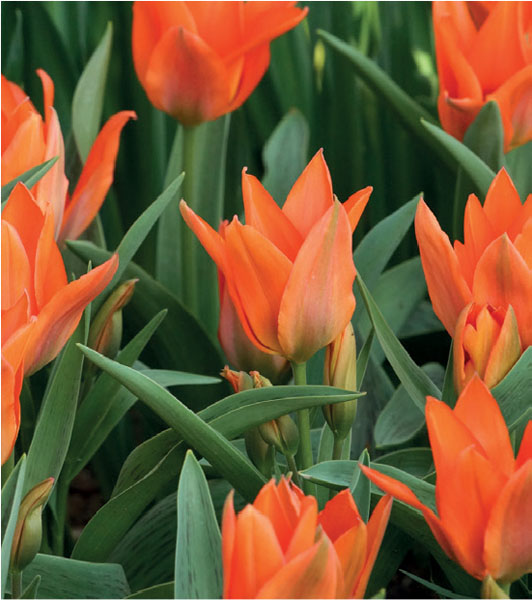 formosabulbs_lily Nashville