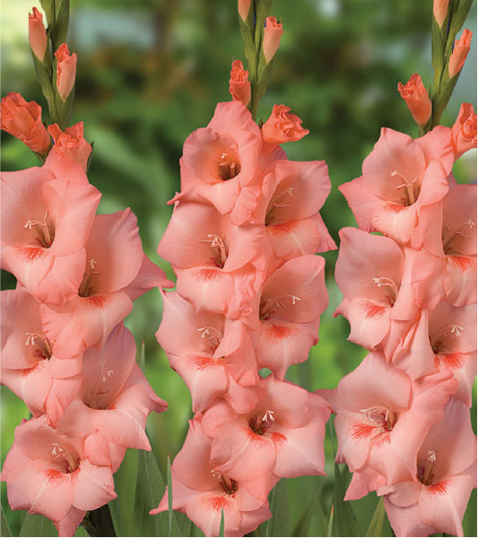 formosabulbs_lily Nashville