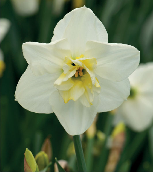 formosabulbs_lily Nashville
