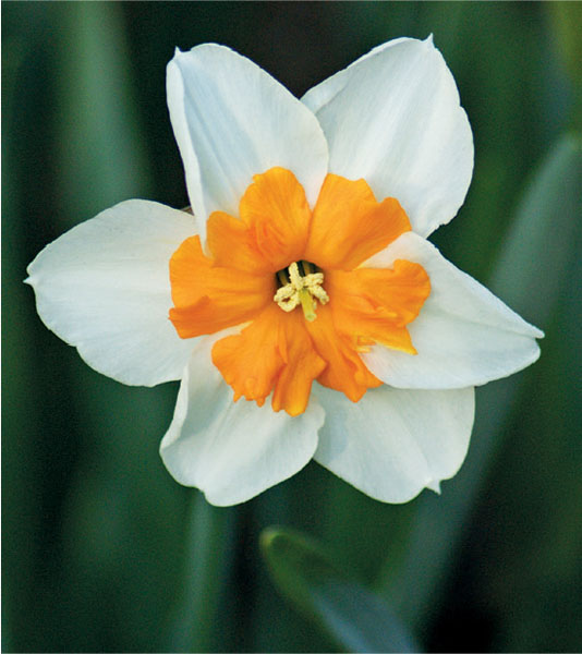 formosabulbs_lily Nashville